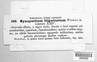 Synsporium biguttatum image